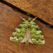 Bittacochroma - Photo (c) darielsaqui, some rights reserved (CC BY-NC), uploaded by darielsaqui