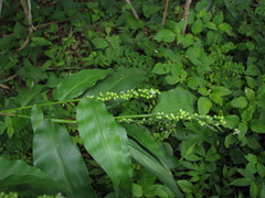Lasiacis ruscifolia