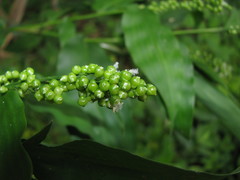 Lasiacis ruscifolia