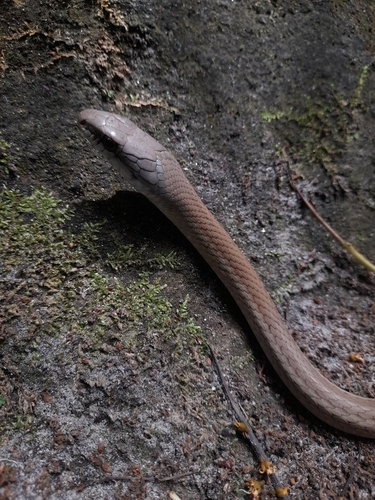 Central American Lizard Eater