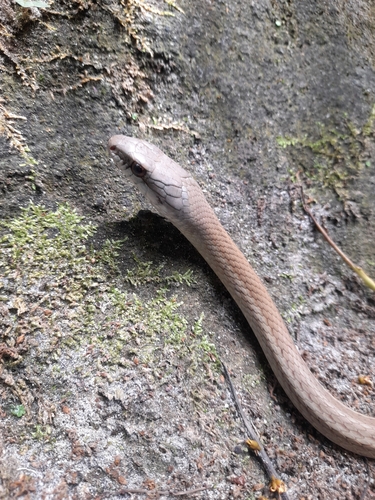 Central American Lizard Eater