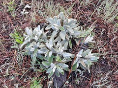 Mountain Ironwort (Sideritis dasygnaphala)