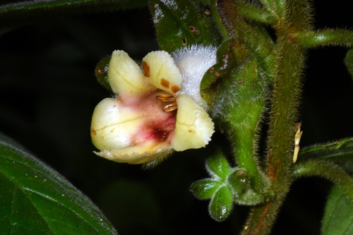 Drymonia alloplectoides, 2025-03-02