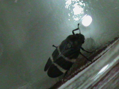 Aeneolamia albofasciata