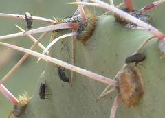 Stictomyia longicornis