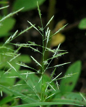 Eragrostis contrerasii