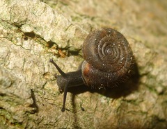 Helicodonta obvoluta