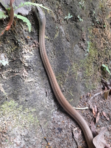 Central American Lizard Eater