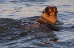 Arctocephalus australis