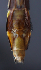 Stylurus amnicola