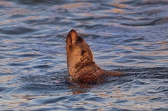 Arctocephalus australis