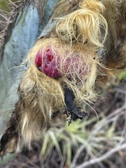 Pilosocereus fulvilanatus, photograph (c) B. Phalan, some rights reserved (CC BY)