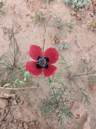 Papaver hybridum iNat (3)