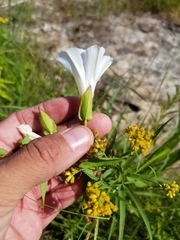 Calystegia sepium angulata