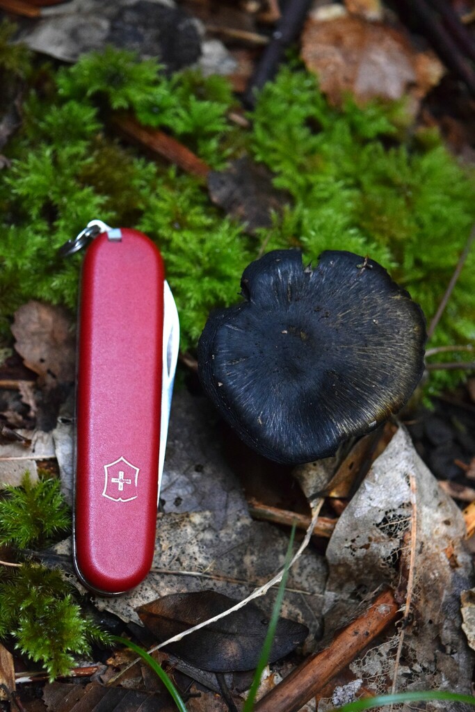 Hygrocybe astatogala · March 2025 · photo: © davidwhyte (iNaturalist, cc-by-sa)