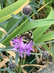 Bombus bifarius