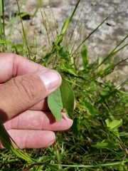 Calystegia sepium angulata