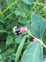 Bombus bifarius