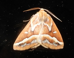 Caripeta angustiorata