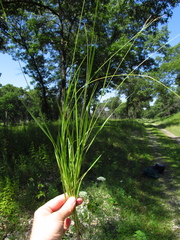 Dichanthelium perlongum