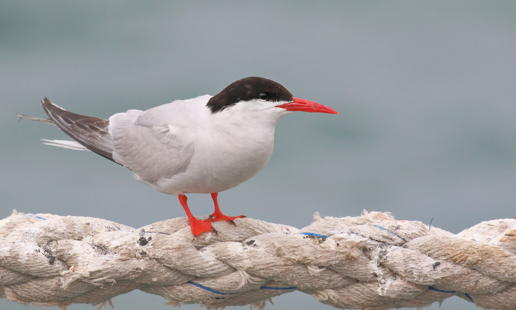 South American Tern