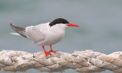 South American Tern photo 1