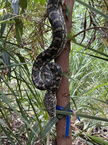 Coastal Carpet Python sighting