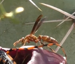 Polistes arizonensis