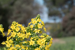 Leontice leontopetalum, photograph (c) Eleftherios Katsillis, some rights reserved (CC BY)
