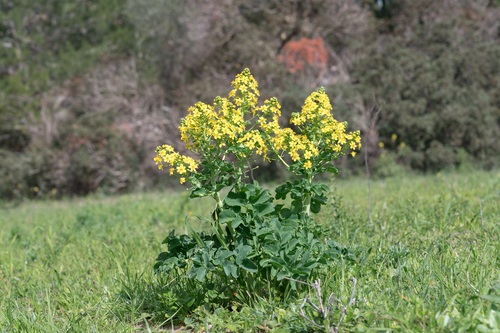 Lion's-head (Leontice leontopetalum)