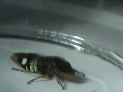 Homalodisca ichthyocephala