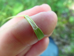 Dichanthelium perlongum