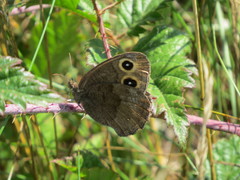 Cercyonis pegala incana