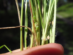 Dichanthelium perlongum