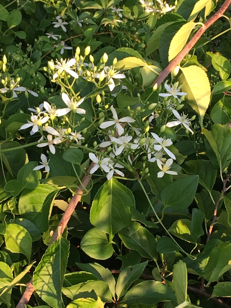 autumn-clematis-from-berlin-circle-plaza-west-berlin-nj-us-on-august