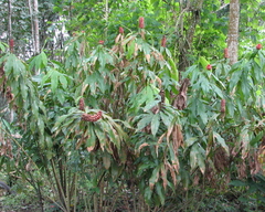 Costus lima