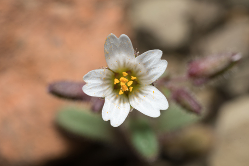 Cerastium dominici (Cerastium dominici)