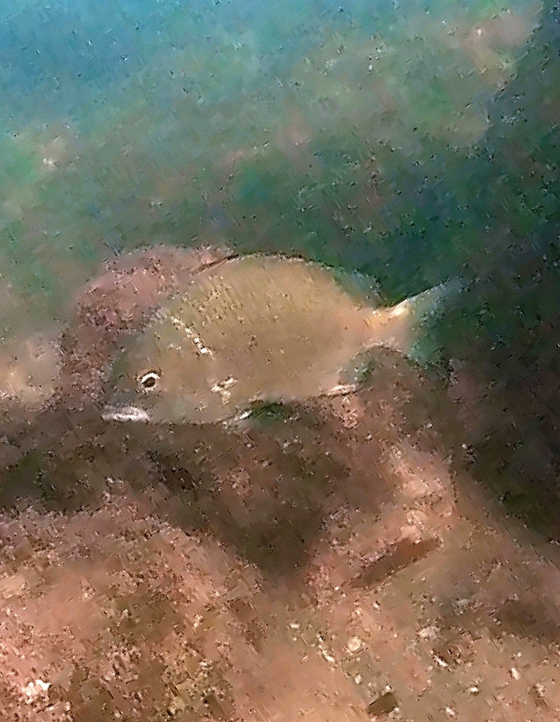 Balck bream (Acanthopagrus berda) — Sparidae
