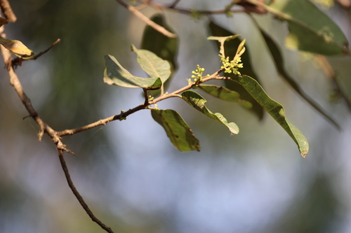 Chrysophyllum marginatum (Chrysophyllum marginatum)