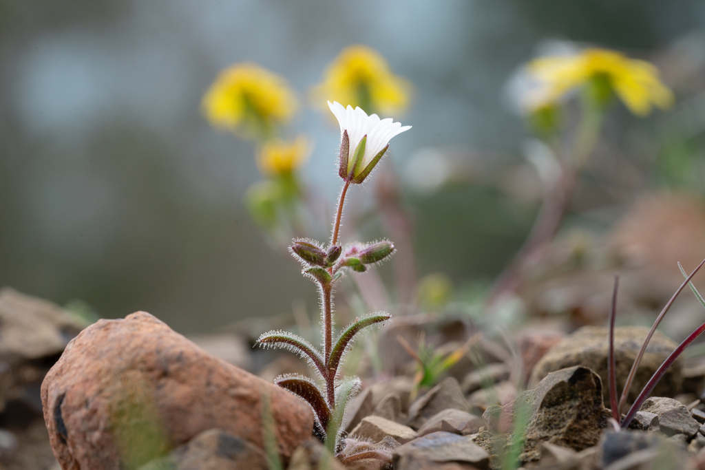 Cerastium dominici (Cerastium dominici)