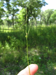 Dichanthelium perlongum