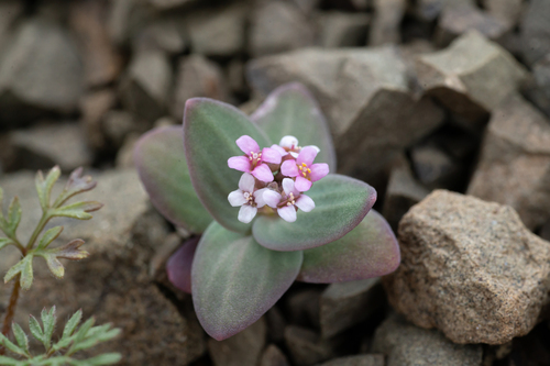 Aethionema arabicum (Aethionema arabicum)