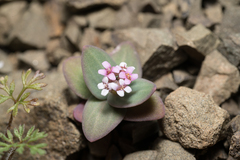 Aethionema arabicum, photograph (c) Eleftherios Katsillis, some rights reserved (CC BY)