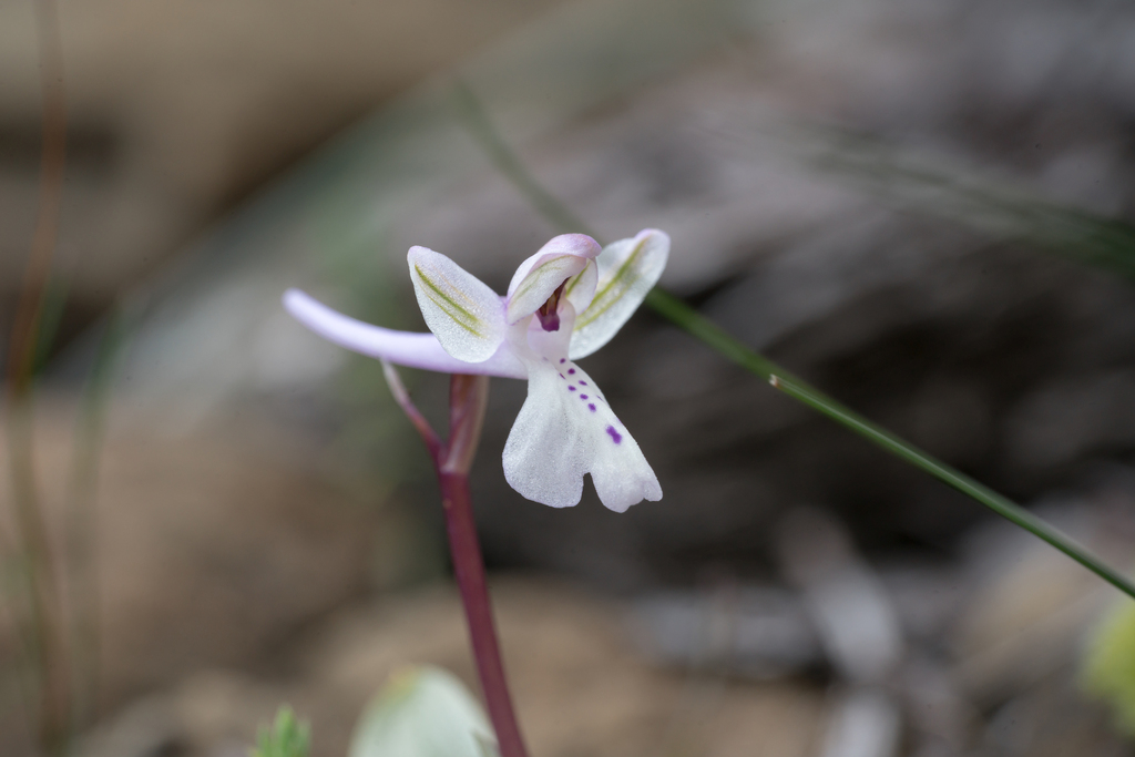 Orchis anatolica