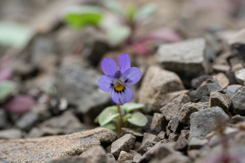 Heldreich's Violet (Viola heldreichiana)