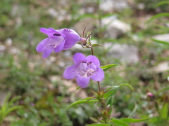 Penstemon leonensis