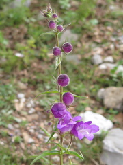 Penstemon leonensis
