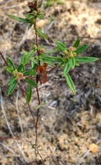 Crocanthemum canadense