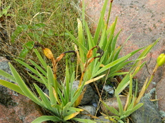 Iris hookeri
