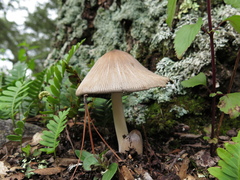 Coprinopsis alopecia